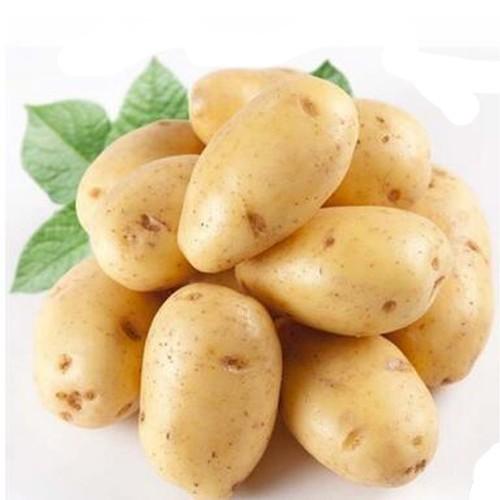 供应绿色农产品蔬菜土豆新鲜出口级马铃薯